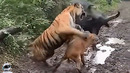 Это Произошло Вчера! Сумасшедшие Случаи с Животными, Снятые на Камеру