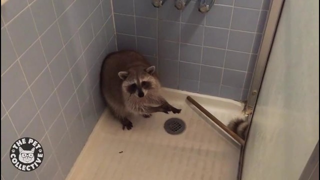 Енот хочет принять Душ