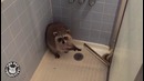 Енот хочет принять Душ