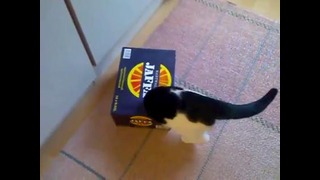 Кот заархивировался в коробку