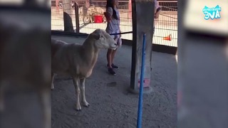 Самое смешное видео в мире про животных