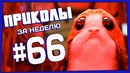 Приколы за неделю #66 | ПОТРАЧЕНО