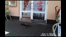 Самый ленивый кот на свете