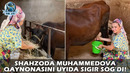 Шаҳзода Муҳаммедова қайнонаси уйида сигир соғди | Shahzoda Muhammedova qaynonasi uyida sigir sog’di