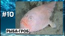 Топ 5 Дай 5 – 10 необычных подводных существ