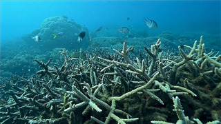 3млрд долларов потратит Австралия в ближайшие 7 лет на защиту Большого Барьерного рифа