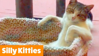 Funny Cute Cats | Funny Pet Videos