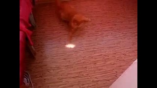 Кот гоняется за солнечным зайчиком