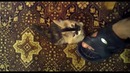 Котенок спит под колыбелью)