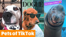 Silly TikTok Pets Funny Pet Videos
