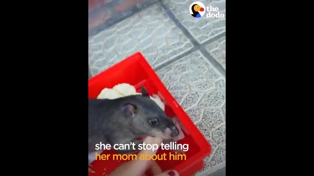 Крыса показывает своего малыша