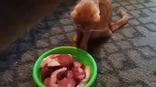 Что будет если коту дать много мяса)