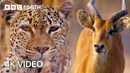 Nature’s Most Ingenious Hunters With Sir David Attenborough In 4K | BBC Earth