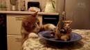 Смешные коты и кошки 2017. приколы с котами и другими животными