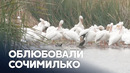Всё больше американских пеликанов летят зимовать в Мехико