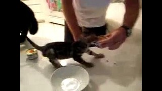 Очень голодный котенок
