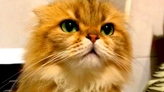 Cute Cats to Make You Laugh | Funny Pet Videos