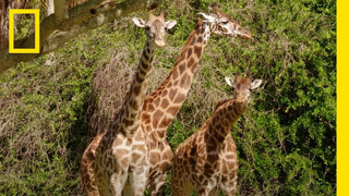 How Giraffes are Fed at Disney’s Animal Kingdom | Magic of Disney’s Animal Kingdom