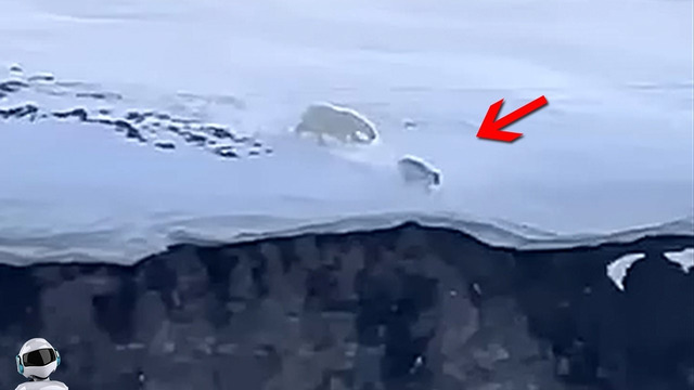 Уничтожил за Секунду! Сражения Животных Снятые на Камеру