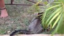 Котенок играет с обезьянкой