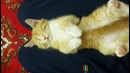 Очень милый котёнок спит