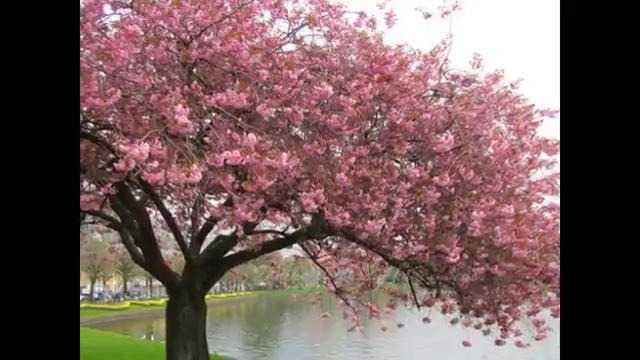 O’rik gullaganda – Malika Egamberdiyeva