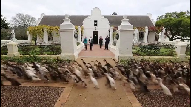 Нанятые утки в Южной Африке идут на виноградник есть улиток