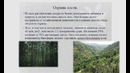 Видеолекция охрана леса