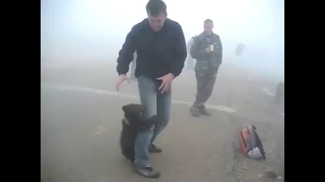 Самое милое нападение медведя на человека