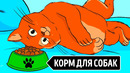 Почему кошки не могут есть корм для собак