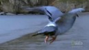 Сапсан (Falco peregrinus)