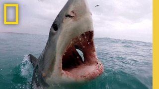Sharkfest Cinematic | Official Trailer | National Geographic