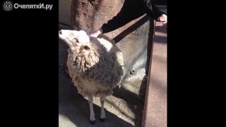 Погладь овечку! смотреть видео