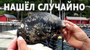 Гигантскую мидию весом 816 граммов нашёл чилийский дайвер