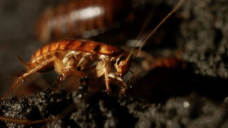 Filming Inside a Cave Full of Cockroaches | Eden: Untamed Planet | BBC Earth