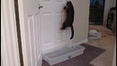 Кот открывает дверь