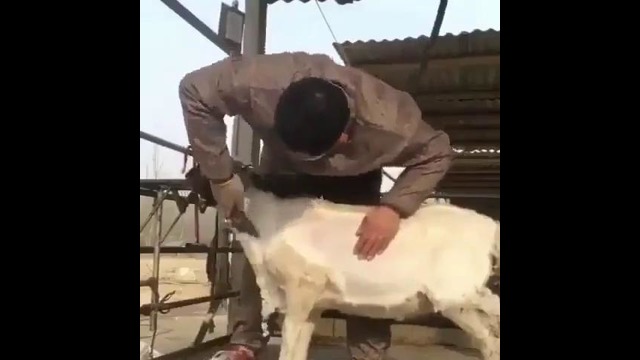 Как стригут овец