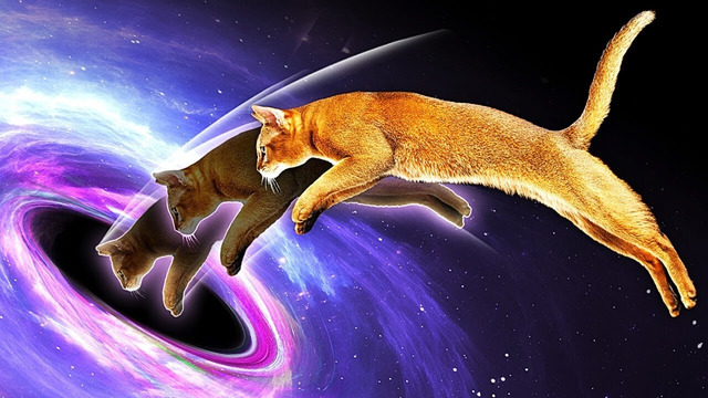 Почему черные дыры — это кот Шредингера