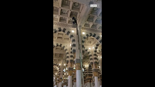 Кошки в Медине. Madina masjidi mushuklari