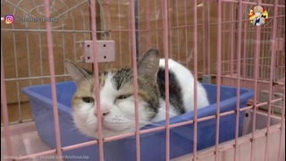 Японцы продают квартиры с кошками Японские домашние животные для статуса