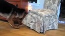 Смешные котики