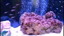 Tanganyika tank