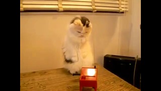 Кот учится играть на термевоске