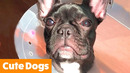 Cute Silly Dogs | Funny Pet Videos