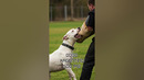 TOP 7 Dog Breeds With Strongest Bite Force #shorts #dog