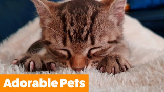 Cutest Silly Pets | Funny Pet Videos