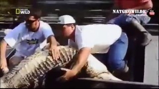 Крокодил нанёс Последний удар