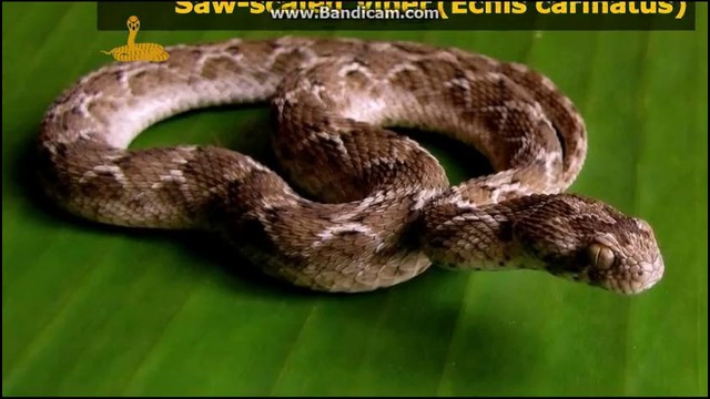 ТОП 9 самых опасных змей в мире