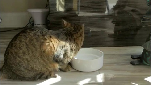 Один День из жизни Кота (Time Lapse)