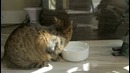 Один День из жизни Кота (Time Lapse)